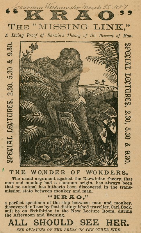 Krao, De Ontbrekende Schakel, tentoongesteld in het Aquarium, Westminster, Londen, in 1887 door English School