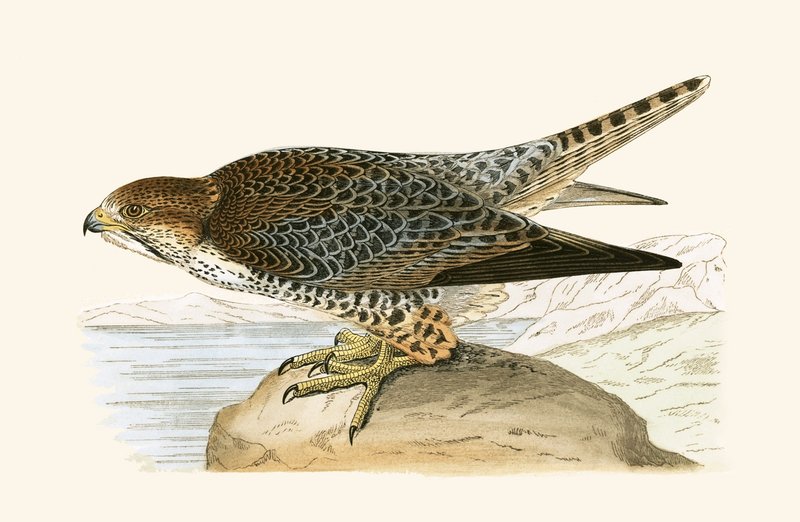 Lanner valk, illustratie uit 