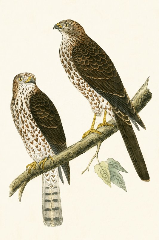 Levant Sperwer, illustratie uit 