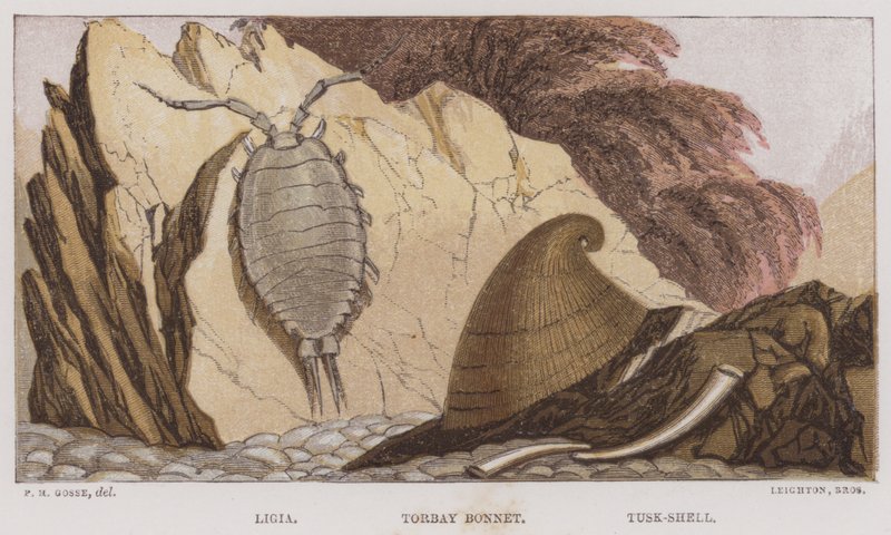 Ligia, Torbay Bonnet, Tusk-Shell door English School