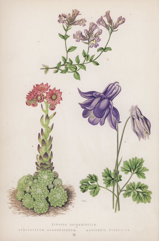 Linaria Origanifolia; Sempervivum Arachnoideum; Aquilegia Pyrenaica door English School