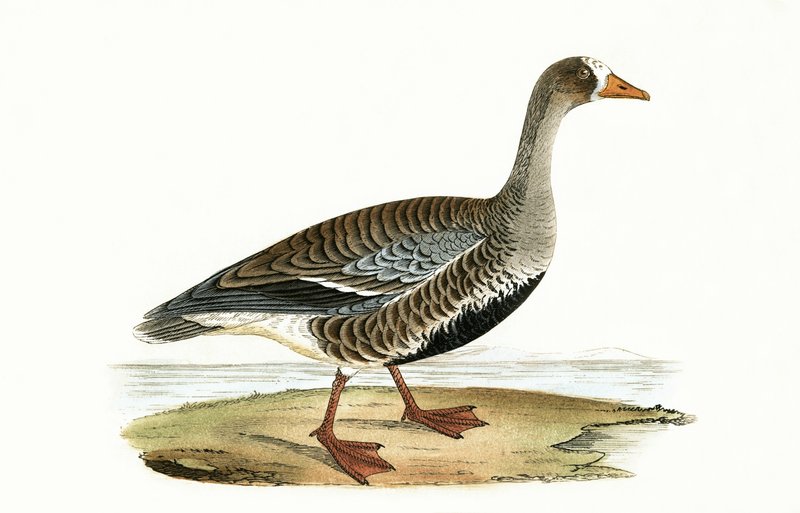 Kleine witvoorhoofdgans, illustratie uit 