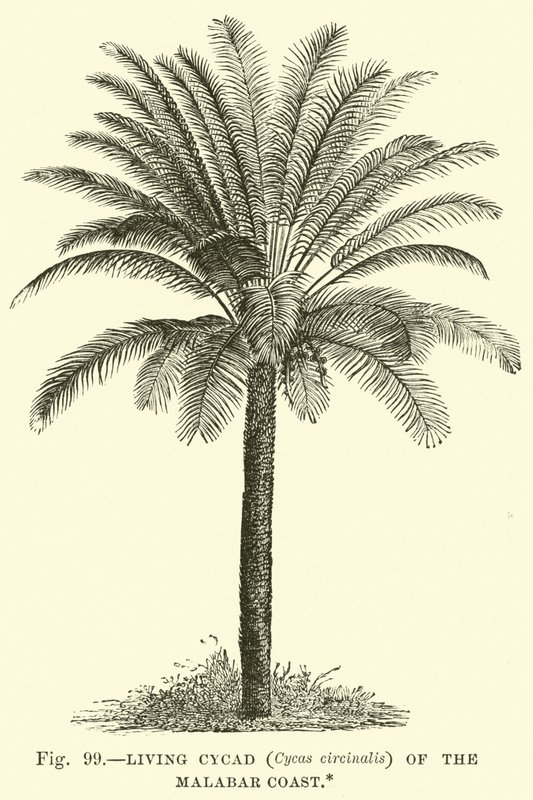 Levende Cycad (Cycas circinalis) van de Malabarkust door English School
