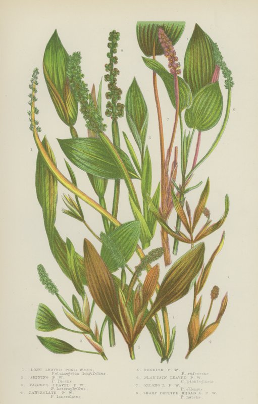 Langbladige vijverplant, glanzende vijverplant, verschillende bladige vijverplant, lancetvormige vijverplant door English School