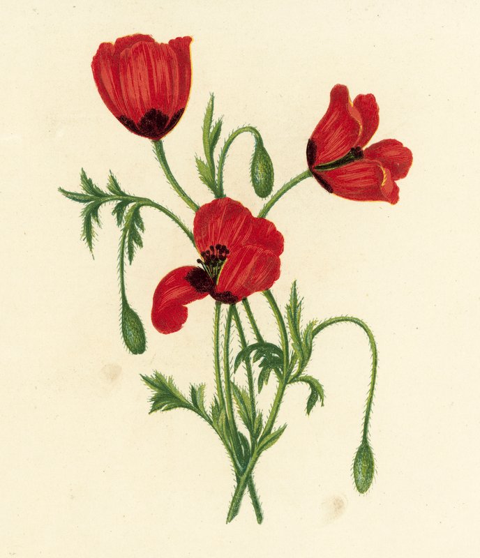 Lang Prikkelhoofd Papaver, Papaver Argemone door English School