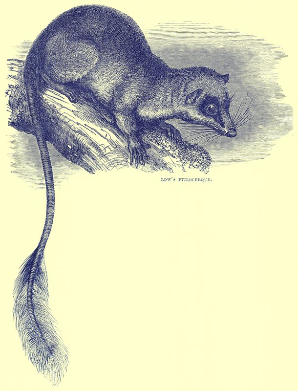 Lows Ptilocerque, illustratie uit Cassells Natural History door English School
