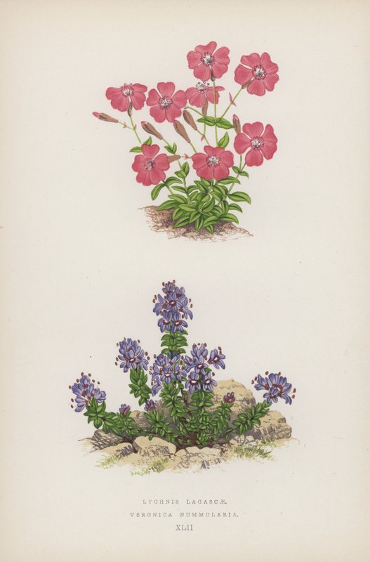 Lychnis Lagascae; Veronica Nummularia door English School