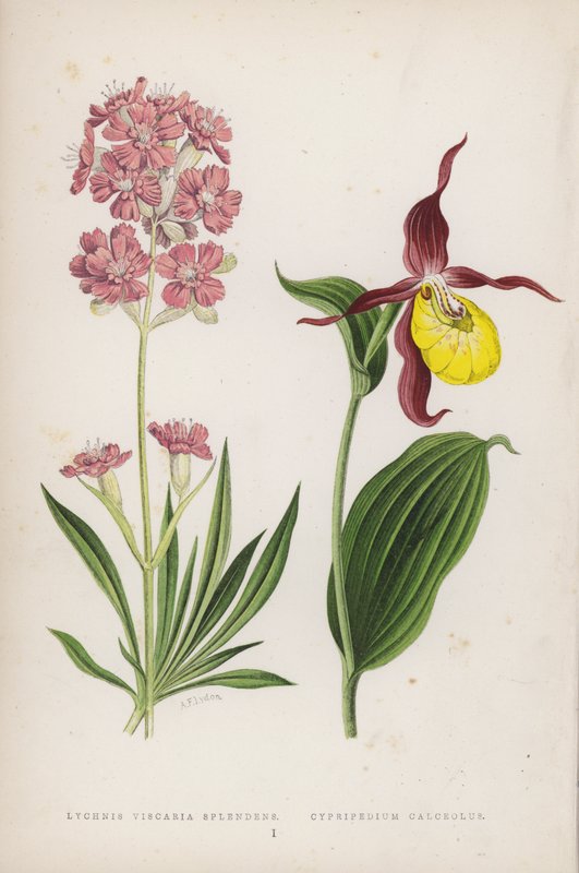 Lychnis Viscaria Splendens; Cypripedium Calceolus door English School