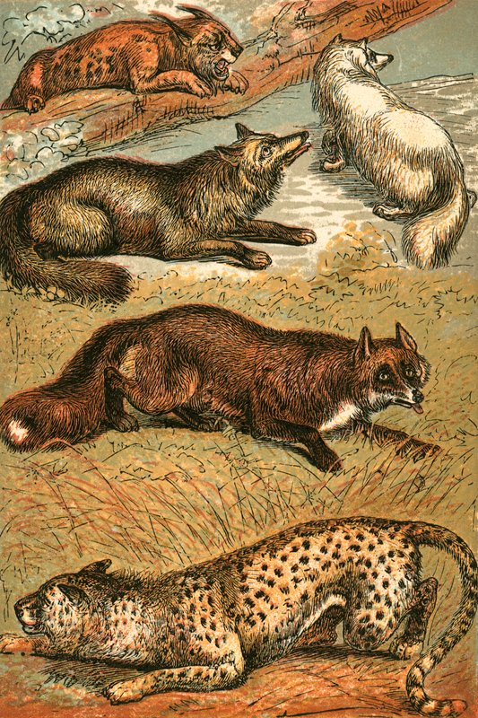 Lynx, kruisvos, poolvos, gewone vos en cheetah door English School