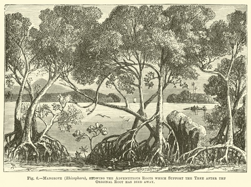 Mangrove (Rhizophora), met de adventieve wortels die de boom ondersteunen nadat de oorspronkelijke wortel is afgestorven door English School
