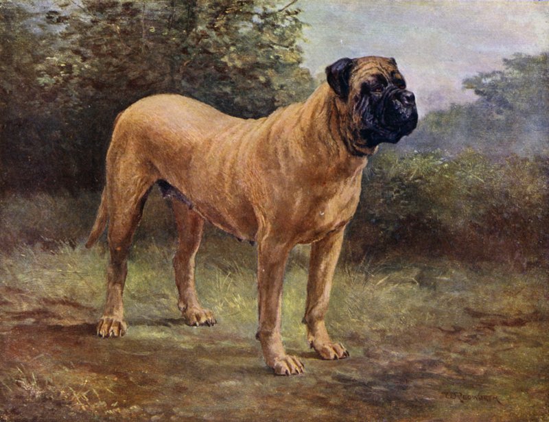 Mastiff Teef Kampioen Elgiva, KCSB 1363 A door English School