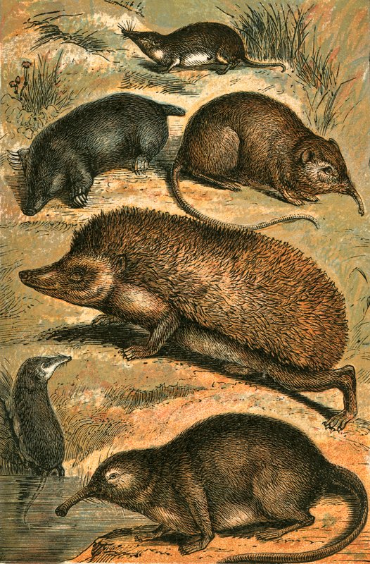 Mol, spitsmuis, olifantspitsmuis, egel, waterspitsmuis en Pyrenese desman door English School