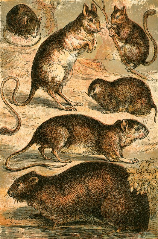 Muis, Jerboa, Rat, Muskusrat, Hazelmuismuis en Veldmuis door English School