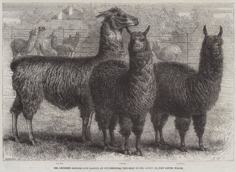 De alpaca