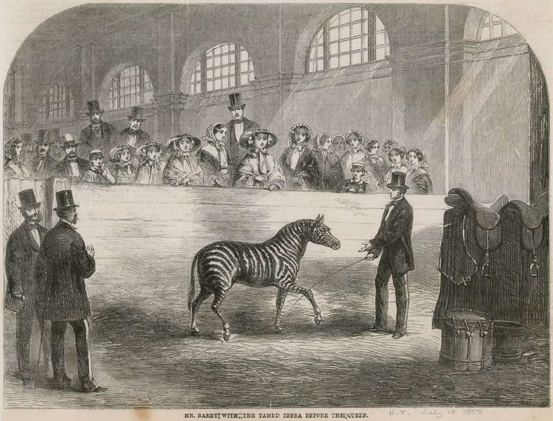 De heer Rarey met de getemde zebra voor de Koningin door English School