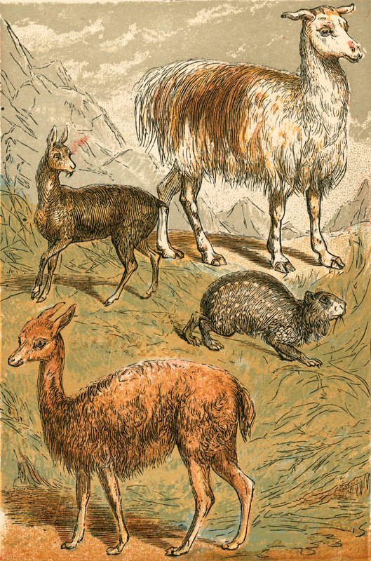 Muskushert, lama, vicuña en roetpaca door English School