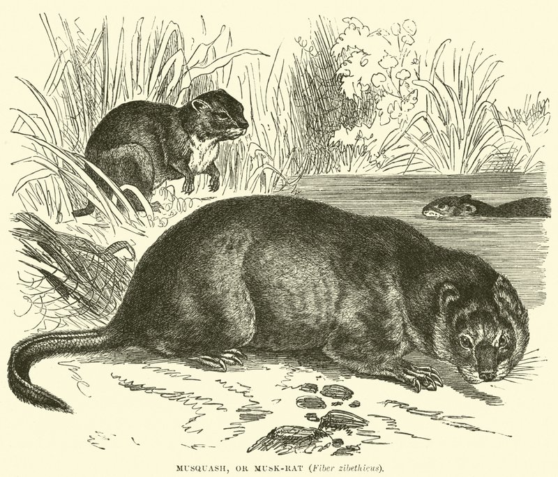 Musquash, of muskusrat, Fiber zibethicus door English School