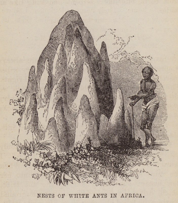 Nesten van witte mieren in Afrika (gravure) door English School