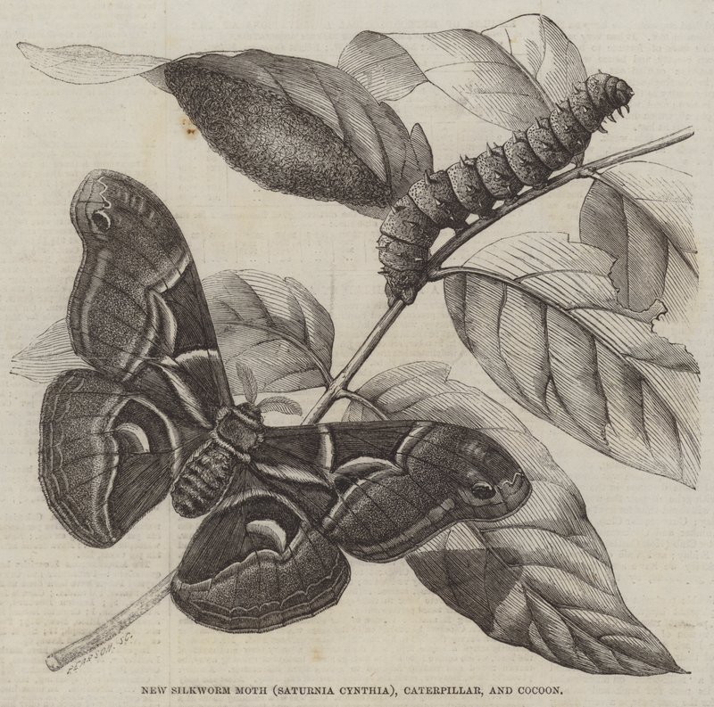 Nieuwe Zijderupsmot (Saturnia Cynthia), Rups en Cocoon door English School