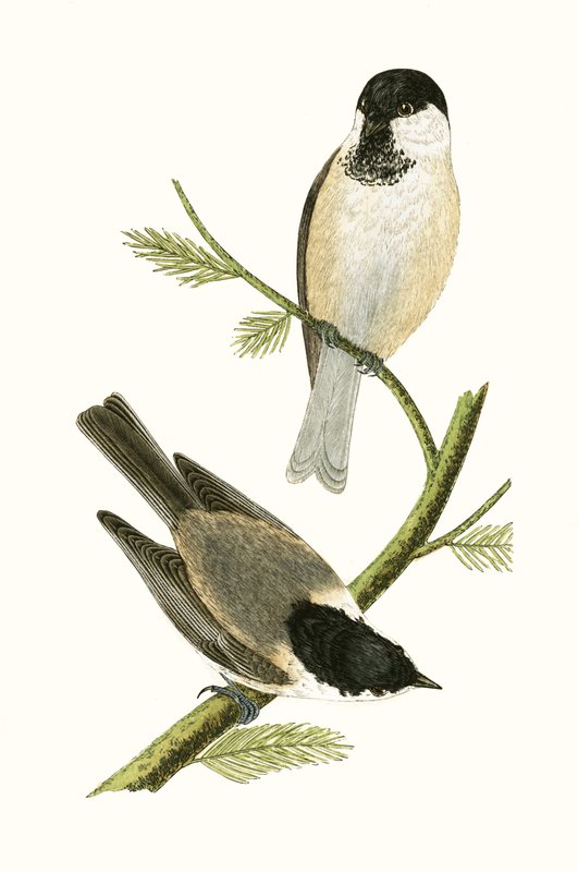 Noordelijke mees, illustratie uit 