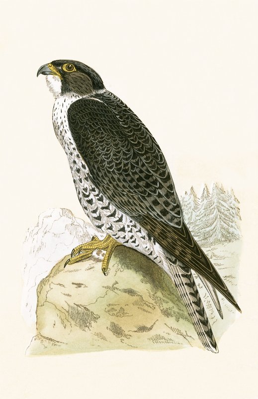 Noorse Jer-Falcon, illustratie uit 