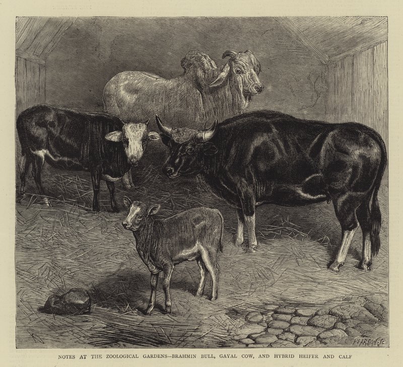 Aantekeningen in de Dierentuin, Brahmaanse Stier, Gayal Koe, en Hybride Vaars en Kalf door English School