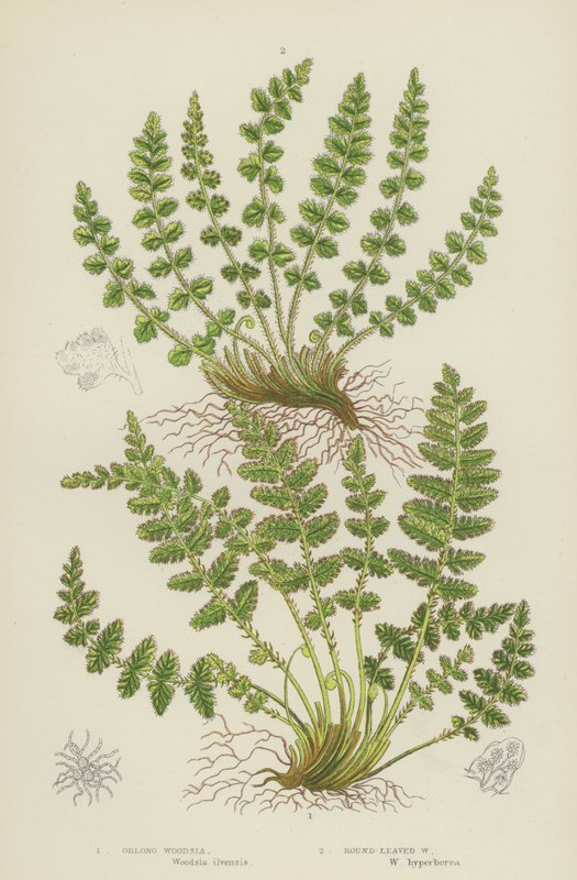 Oblong Woodsia, Rondbladige Woodsia door English School