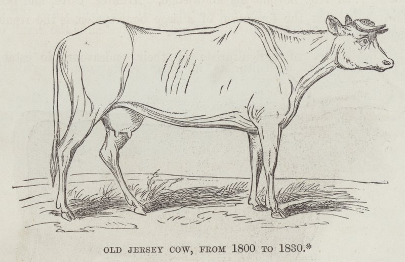 Oude Jersey-koe, van 1800 tot 1830 (gravure) door English School