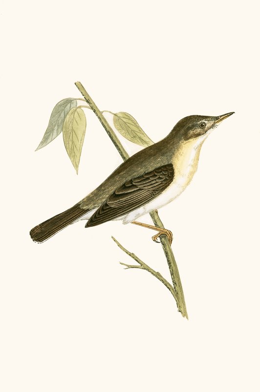 Olivaceous zanger, illustratie uit 