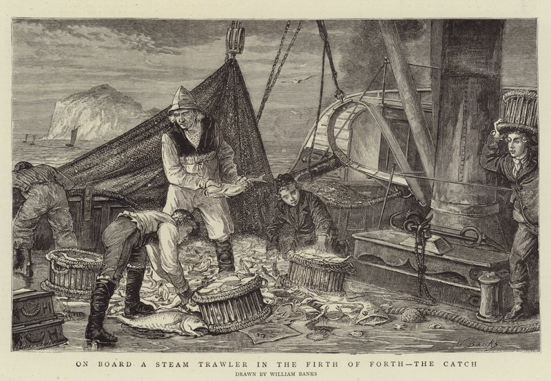Aan boord van een stoomtrawler in de Firth of Forth, de vangst door English School
