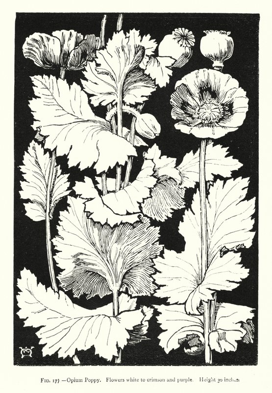 Papaver; Bloemen wit tot karmozijnrood en paars; Hoogte 30 inch door English School