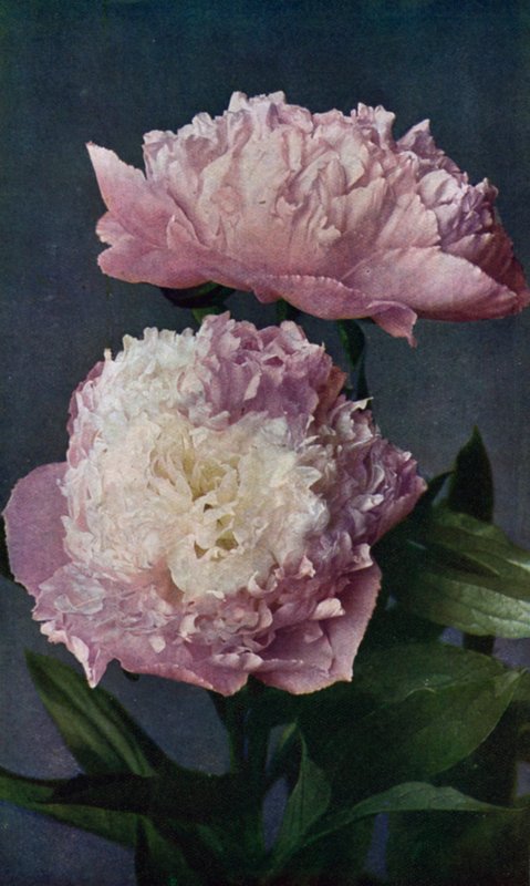 Pioenroos, Kelway