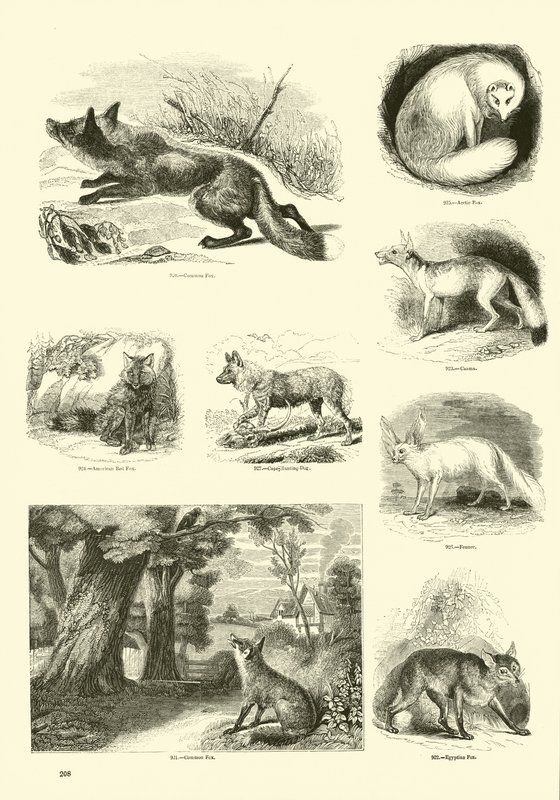 Pagina uit Het Picturale Museum van Geanimeerde Natuur door English School