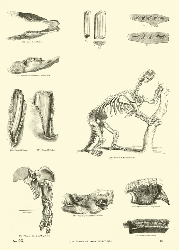 Pagina uit Het Picturale Museum van Geanimeerde Natuur door English School