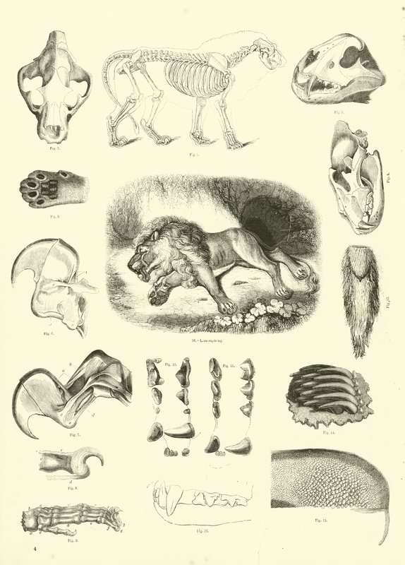 Pagina uit Het Picturale Museum van Geanimeerde Natuur door English School