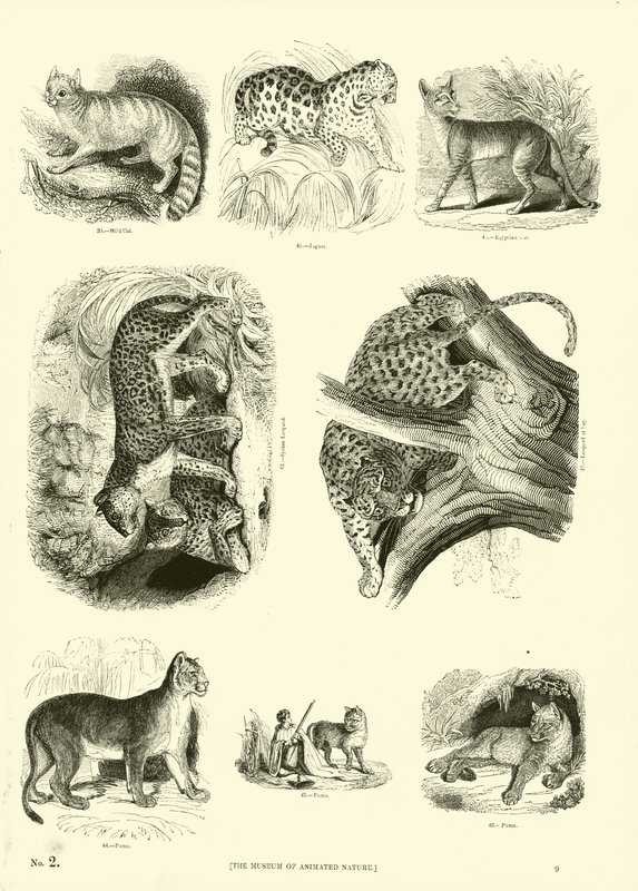 Pagina uit Het Picturale Museum van Geanimeerde Natuur door English School