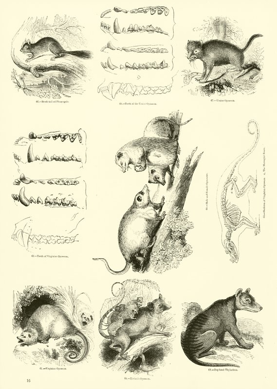 Pagina uit Het Picturale Museum van Geanimeerde Natuur door English School