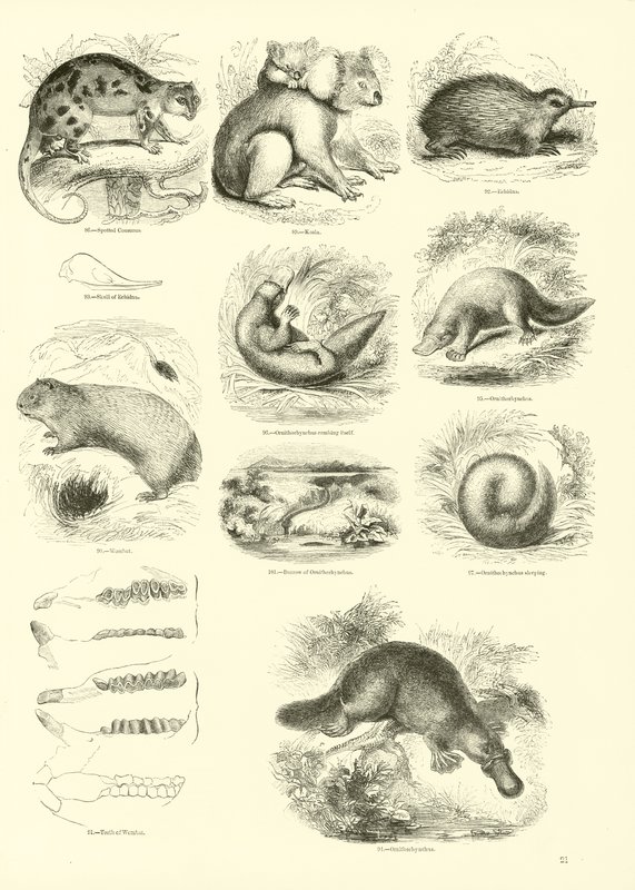 Pagina uit Het Picturale Museum van Geanimeerde Natuur door English School
