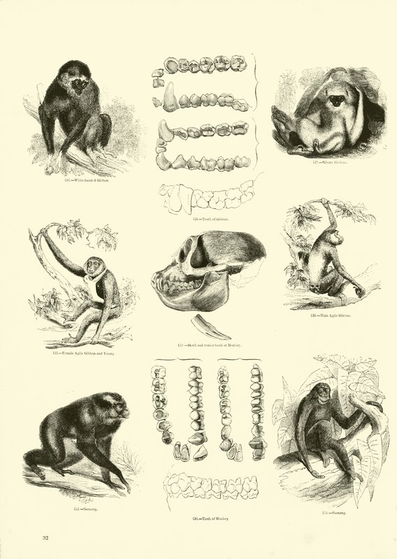 Pagina uit Het Picturale Museum van Geanimeerde Natuur door English School