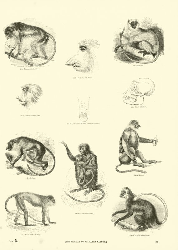 Pagina uit Het Picturale Museum van Geanimeerde Natuur door English School