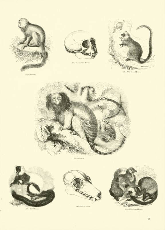 Pagina uit Het Picturale Museum van Geanimeerde Natuur door English School