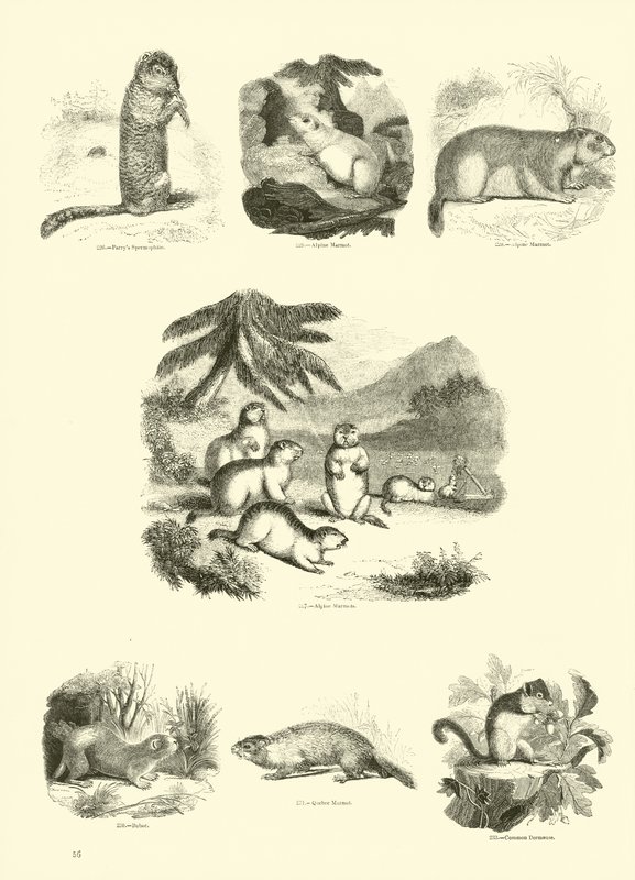 Pagina uit Het Picturale Museum van Geanimeerde Natuur door English School
