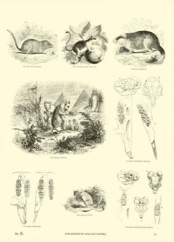 Pagina uit Het Picturale Museum van Geanimeerde Natuur door English School