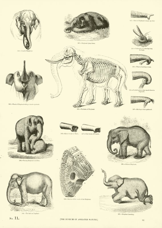 Pagina uit Het Picturale Museum van Geanimeerde Natuur door English School