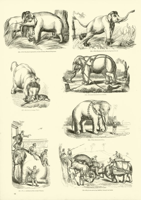 Pagina uit Het Picturale Museum van Geanimeerde Natuur door English School