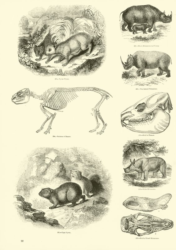 Pagina uit Het Picturale Museum van Geanimeerde Natuur door English School
