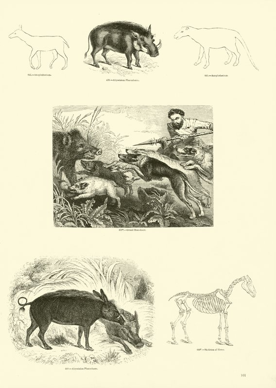Pagina uit Het Picturale Museum van Geanimeerde Natuur door English School