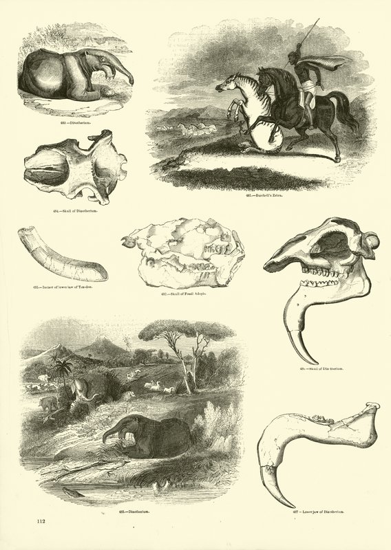 Pagina uit Het Picturale Museum van Geanimeerde Natuur door English School