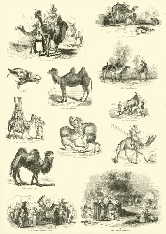 Pagina uit Het Picturale Museum van Geanimeerde Natuur door English School