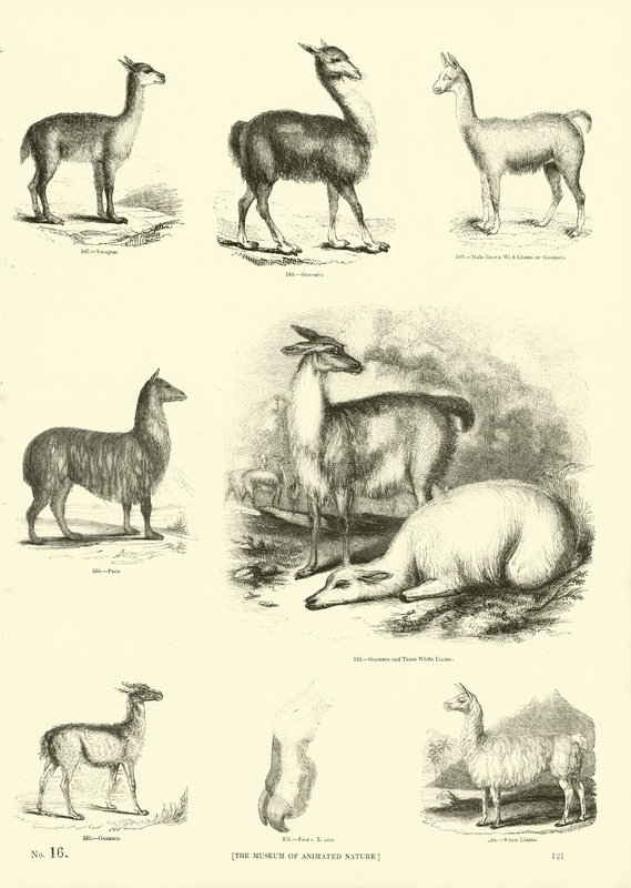 Pagina uit Het Picturale Museum van Geanimeerde Natuur door English School